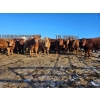 Image 1 : Dennis Herman - 950# March Delivery Steers - 66 Head (Hoadley, AB)
