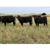 Image 2 : DP Cattle Co. - 810# November Grass Heifers - 70 Head (Didsbury, AB)
