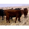 Image 7 : Kings Corner Farms - 880# November Delivery Grass Heifers - 108 Head (Corning, SK)