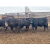 Image 12 : Wade Fewings - 850# April Delivery Steers - 70 Head (Pierson, MB) VBP+