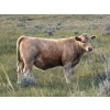 Image 2 : Holst Farms Ltd. - 570# October Delivery Heifer Calves - 30 Head (Hays, AB)