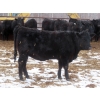 Image 12 : Martin DeVos - 860# March/April Delivery Heifers - 115 Head (Fork River, MB)