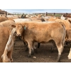 Image 2 : Douglass Agro - 940# June Delivery Heifers - 170 Head (Gem, AB)