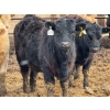 Image 8 : JG Larson Livestock (V-V) - 720# April Delivery Heifers - 78 Head (Jenner, AB) VBP+