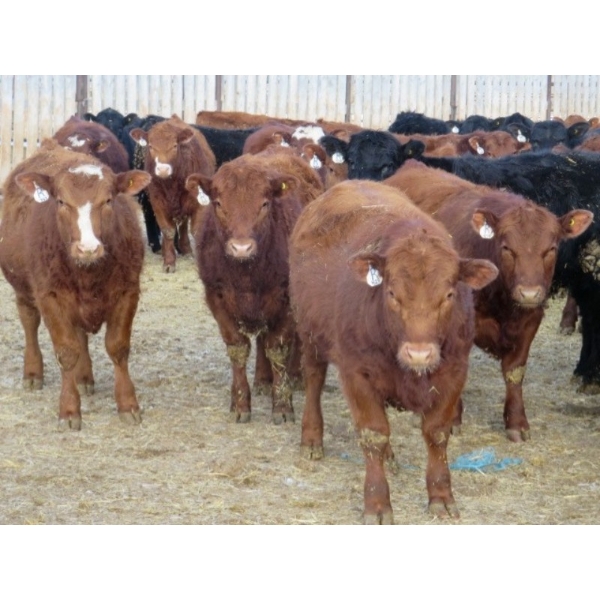 Resch Ranch - 920# March Delivery Steers - 108 Head (Leader, SK) VBP+