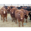 Image 1 : Resch Ranch - 920# March Delivery Steers - 108 Head (Leader, SK) VBP+