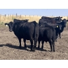 Image 17 : CC Farming Company - 630# October Steer Calves - 160 Head (Cayley, AB)