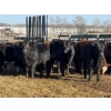 Image 4 : Michael Jennings - 680# March Delivery Steers - 73 Head (Condor, AB)