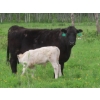 Image 5 : 6 S Feeders Inc. - 1500# October Delivery Cows - 42 Head (Moosomin, SK)