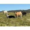 Image 2 : Reilly Lake Ranching - 970# September Delivery Grass Steers - 65 Head (Lloydminster, AB)