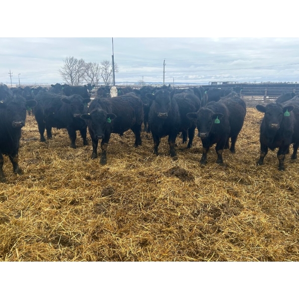 Jay Be Acres Ltd. - 920# April Delivery Steers - 66 Head (Deloraine, MB) 