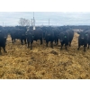 Image 1 : Jay Be Acres Ltd. - 920# April Delivery Steers - 66 Head (Deloraine, MB) 