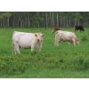 Image 4 : 6 S Feeders Inc. - 1500# October Delivery Cows - 42 Head (Moosomin, SK)