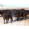 Image 6 : Tica Holdings Ltd. - 850# February Delivery Steers - 70 Head (Midale, SK)