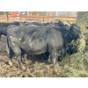 Image 7 : Baintree Angus - 29 Open Cows (Sundre, AB)