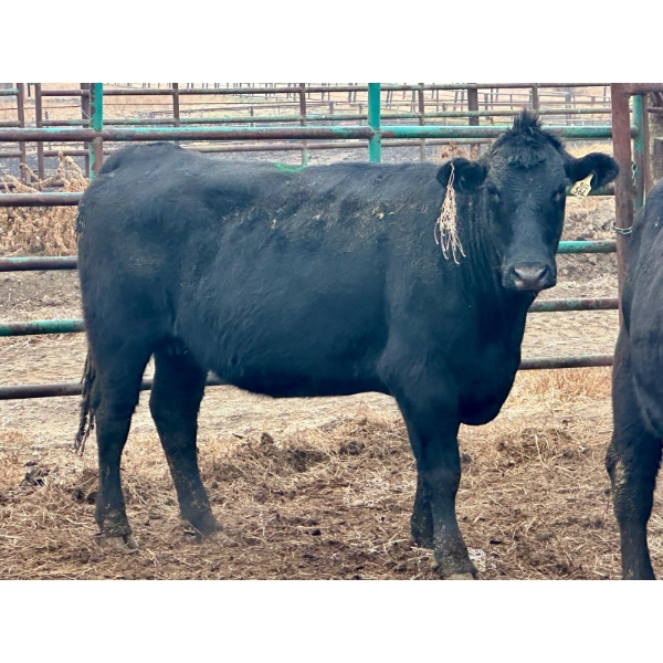 Rosgen Ranches - 1 Younger Cow (Pen 512)