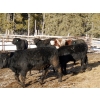 Image 5 : Guichon Creek Ranch - 750# March Weaned Steers - 80 Head (Westwold, BC)
