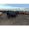 Image 13 : Chipping Hill Cattle Co. - 1000# September Delivery Heifers - 244 Head (MacGregor, MB)