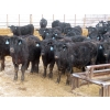 Image 2 : D & N Livestock - 740# March/April Delivery Steers - 160 Head (Peebles, SK) VBP+