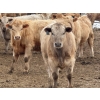 Image 5 : Justin Tateson - 960# March Delivery Steers - 125 Head (Scandia, AB)