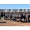 Image 6 : Boggy Springs Ranch - 975# September Delivery Grass Heifers - 45 Head (Maple Creek, SK)