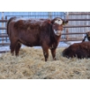 Image 4 : Lyzenga Farms - 2 RBF/RWF Heifers (Pen 735)