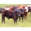 Image 2 : Allan & Janet Nameth - 625# November Steer Calves - 80 Head (Cupar, SK) VBP+