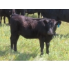 Image 3 : Blooming Enterprises Ltd. - 565# October Delivery Heifer Calves - 65 Head (Gladmar, SK)