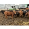Image 3 : Lynden Land & Cattle - 980# April Delivery Steers - 62 Head (Linden, AB)
