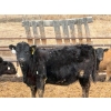 Image 5 : JG Larson Livestock (V-V) - 720# April Delivery Heifers - 78 Head (Jenner, AB) VBP+