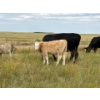 Image 3 : Circus Coulee Cattle (Robert & Jordy Hoff) - 565# November Steer Calves - 95 Head (Dorothy, AB)