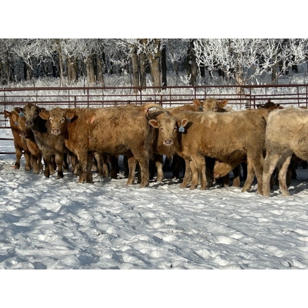 Turtleview Livestock - 750# January Delivery Steers - 77 Head (Goodlands, MB) VBP+