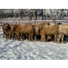 Image 1 : Turtleview Livestock - 750# January Delivery Steers - 77 Head (Goodlands, MB) VBP+