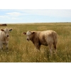 Image 3 : Logan Brothers (Rod, Barry & Bruce) - 600# Heifer Calves - 80 Head (Oyen, AB)