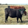 Image 6 : JR Cattle Company Ltd. - 26 Black Angus X April/May Calving Bred Heifers (Fort Macleod, AB)
