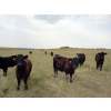 Image 5 : DJC Ranch - 900# September Delivery Grass Steers - 136 Head (Rabbit Lake, SK)