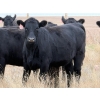 Image 3 : Kyle Torkelson - 25 Black Angus April/May Calving Bred Heifers (Millicent, AB)