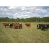 Image 5 : DJC Ranch - 925# October Delivery Grass Steers - 67 Head (Rabbit Lake, SK)