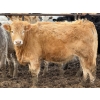 Image 5 : JG Larson Livestock (V-V) - 800# April Delivery Heifers - 74 Head (Jenner, AB) VBP+