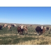Image 5 : Kirk Goldsmith - 890# October Delivery Grass Heifers - 117 Head (Veteran, AB)