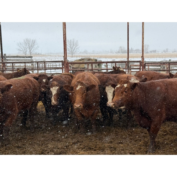 Spruce Ridge Farms  - 14 2-3 Year-Old Cows (Pen 521A)