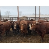 Image 1 : Spruce Ridge Farms  - 14 2-3 Year-Old Cows (Pen 521A)