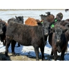 Image 6 : Ray Torkelson - 725# May Delivery Heifers - 80 Head (Millicent, AB)