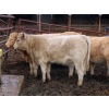 Image 5 : Thackeray Land & Cattle Inc. - 625# November Delivery Heifer Calves - 25 Head (Goodwater, SK)