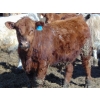 Image 21 : Justin & Kryston Tateson - 900# March Delivery Weaned Steers - 200 Head (Scandia, AB)