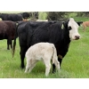 Image 11 : Oxbow Farms - 560# November Delivery Steer Calves - 190 Head (Melita, MB)