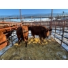 Image 2 : Thurston Bros Ltd. - 5 Mature Cows (Pen 413)
