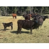 Image 7 : Kingsclere Ranch - 30 Black Angus X 1st Calf Pairs (Parson, BC)