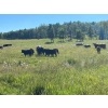 Image 12 : Ron Holmes - 550# October Delivery Steer Calves - 100 Head (Cochrane, AB)