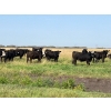 Image 2 : Wolverine Cattle Co. - 950# September Grass Steers - 240 Head (Guernsey, SK)